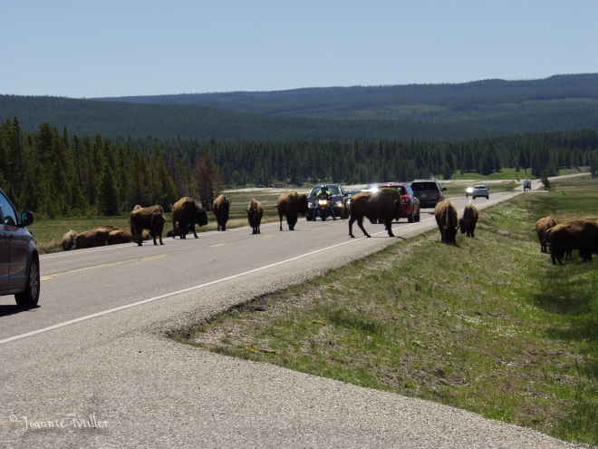 Yellowstone Traffica Jam