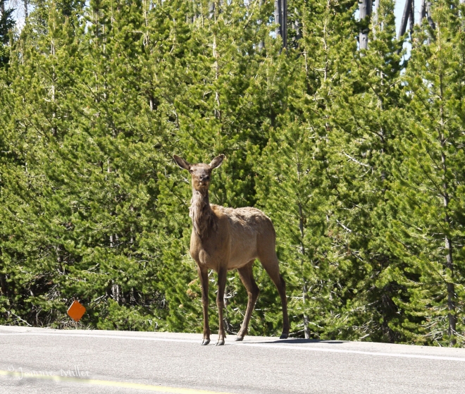 Female Elk on the Road