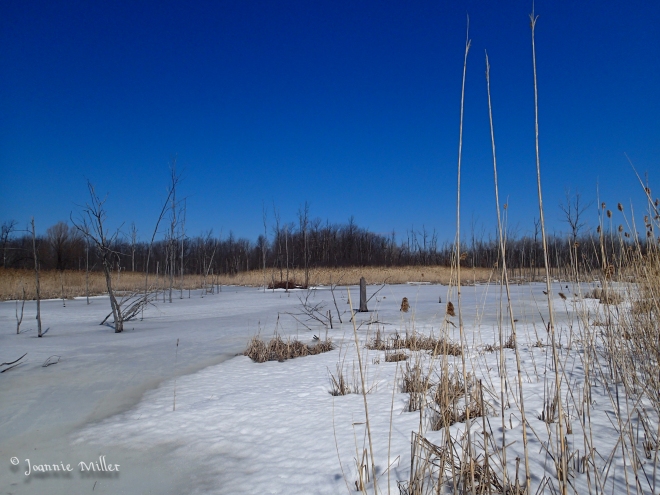 Frozen Marshland